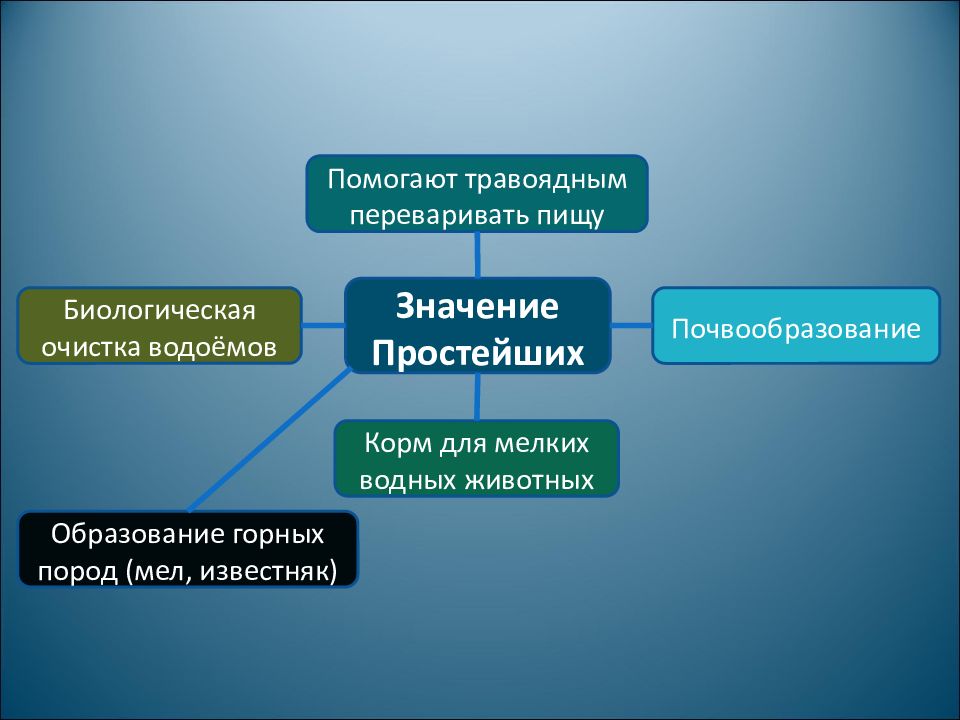 Питания образуют