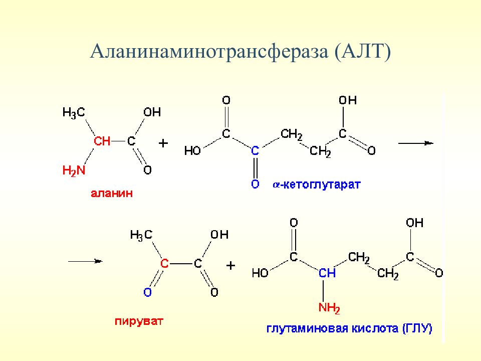 Алат фермент. Аланинаминотрансфераза строение фермента. Аланинаминотрансфераза строение. Аланинаминотрансфераза формула и структура. Аланинаминотрансфераза катализирует реакцию.