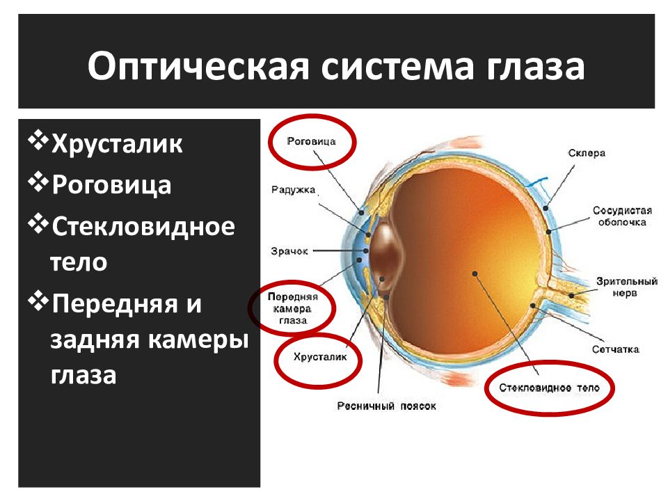 Зрительная сенсорная система презентация