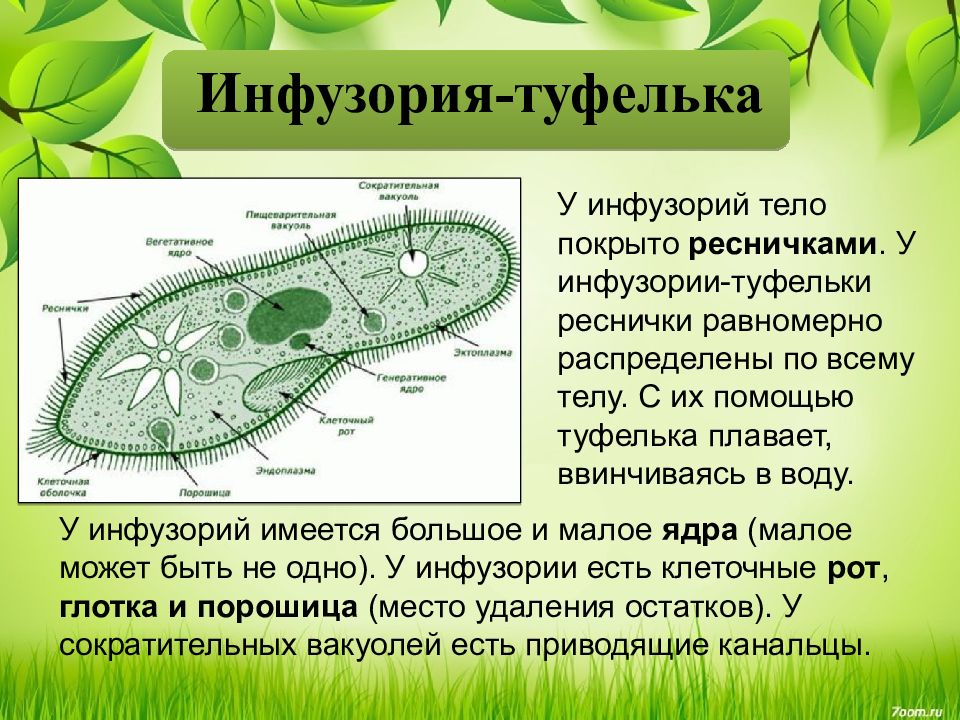 Проявление какого жизненного свойства у одноклеточных организмов иллюстрирует данный рисунок