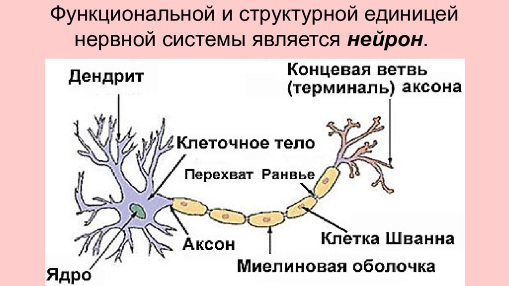 Структурная и функциональная единица нервной системы. Структурная единица нервной системы. Структурной единицей нервной системы является. Нейрон рисунок с подписями. Строение нейрона рисунок с подписями.