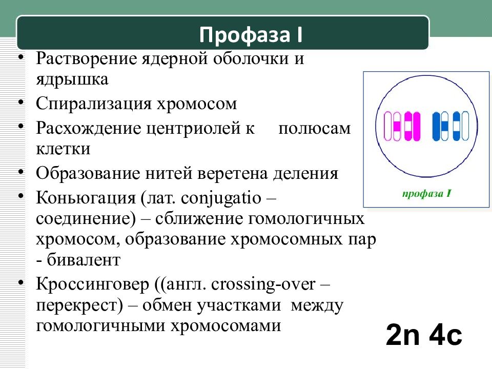 Профаза. Профаза растворение ядерной оболочки. Профаза растворяется ядерная оболочка. Образование бивалентов образование.