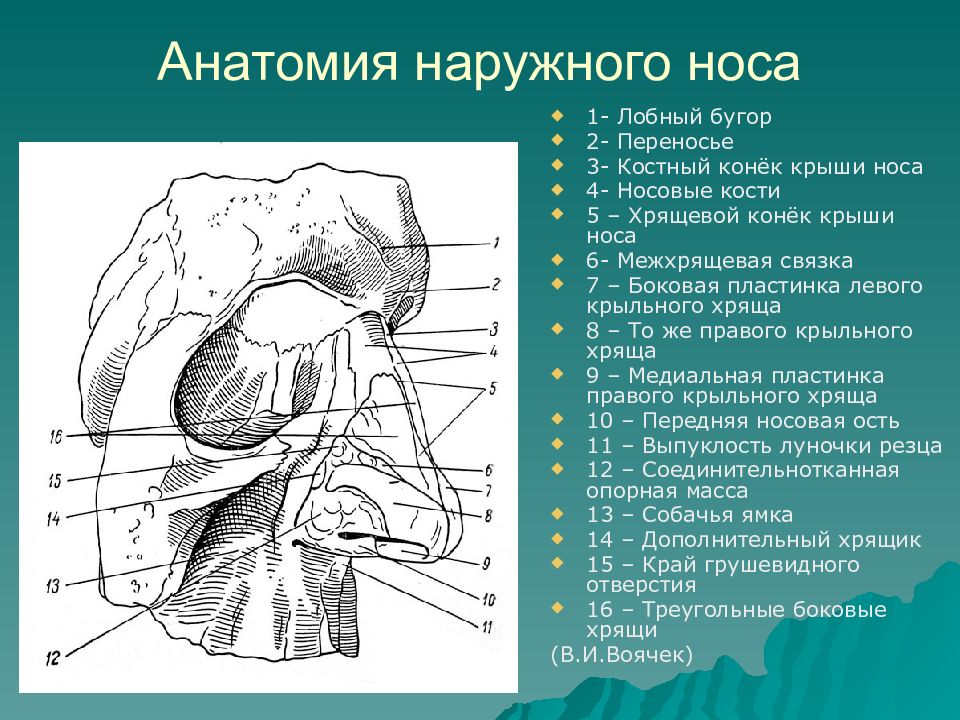 Строение носа человека анатомия рисунок с подписями