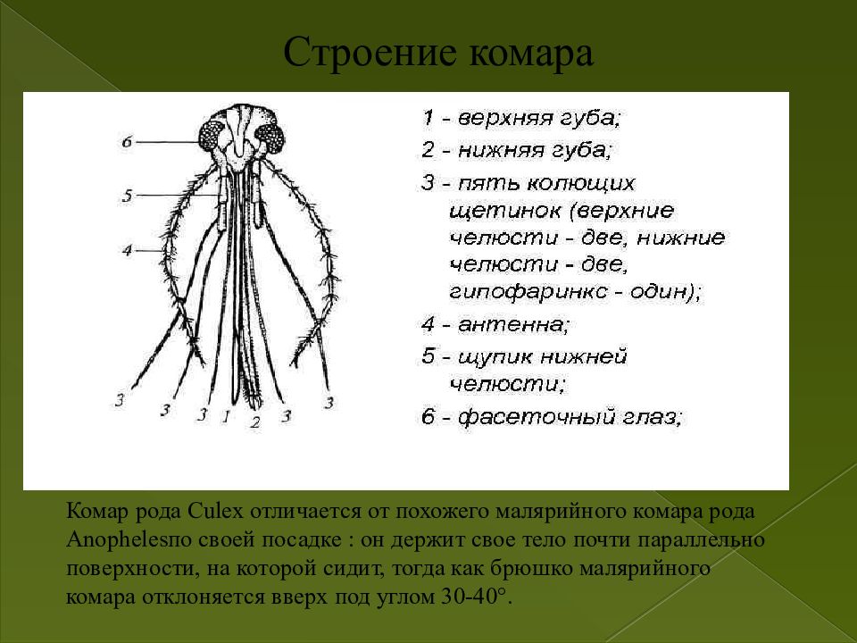 Комар рисунок с обозначениями