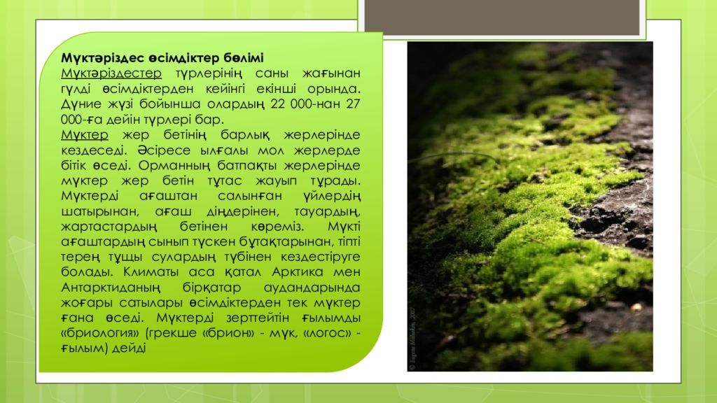 Мүктәріздес өсімдіктер бөлімі Мүктәріздестер түрлерінің саны жағынан гүлді