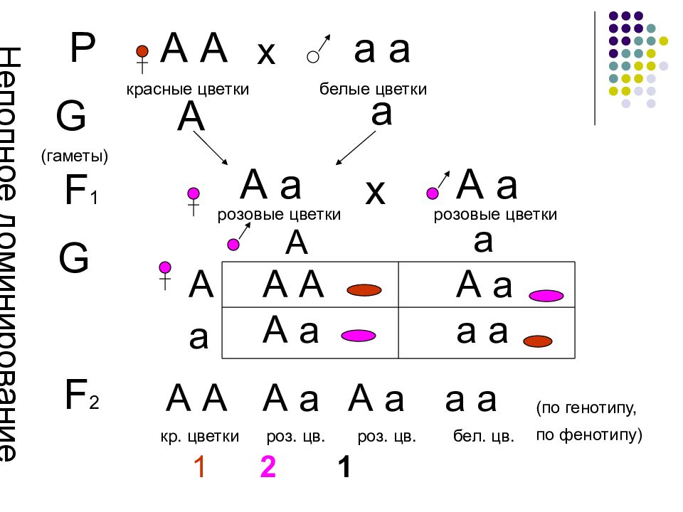 3 закон менделя расщепление