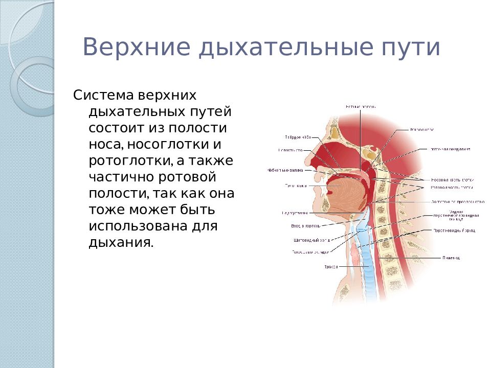 Верхние дыхательные пути. Система верхних дыхательных путей состоит из. Верхние дыхатед ные пути. Верхние дыхательные пути человека. Верхие дыхательных путей.