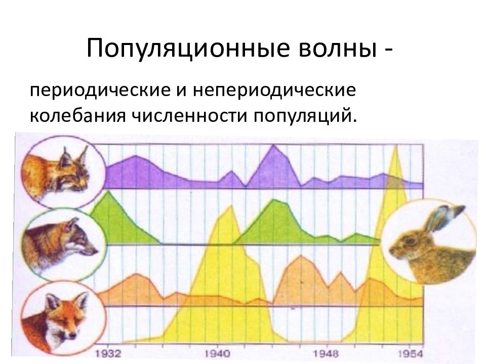 Популяционные волны. Популяционные волны биология изоляция. Волны жизни популяционные волны. Периодические популяционные волны. Колебания численности популяции.