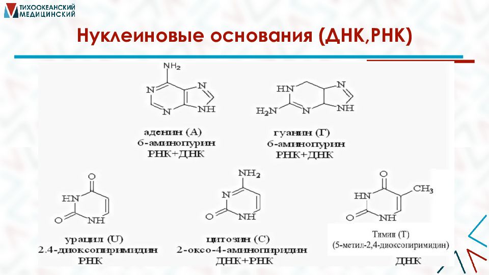 Основание днк и рнк. Нуклеиновые основания. Гетероциклические основания нуклеиновых кислот. Гетероциклические основания ДНК. Основания ДНК И РНК.