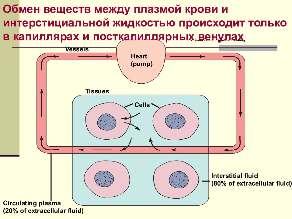 Обмен жидкостями. Обмен веществ между капиллярами и тканевой жидкостью схема Старлинга. Обмен веществ в капиллярах. Обменные процессы в капиллярах. Обмен веществ между плазмой крови и интерстициальным пространством.