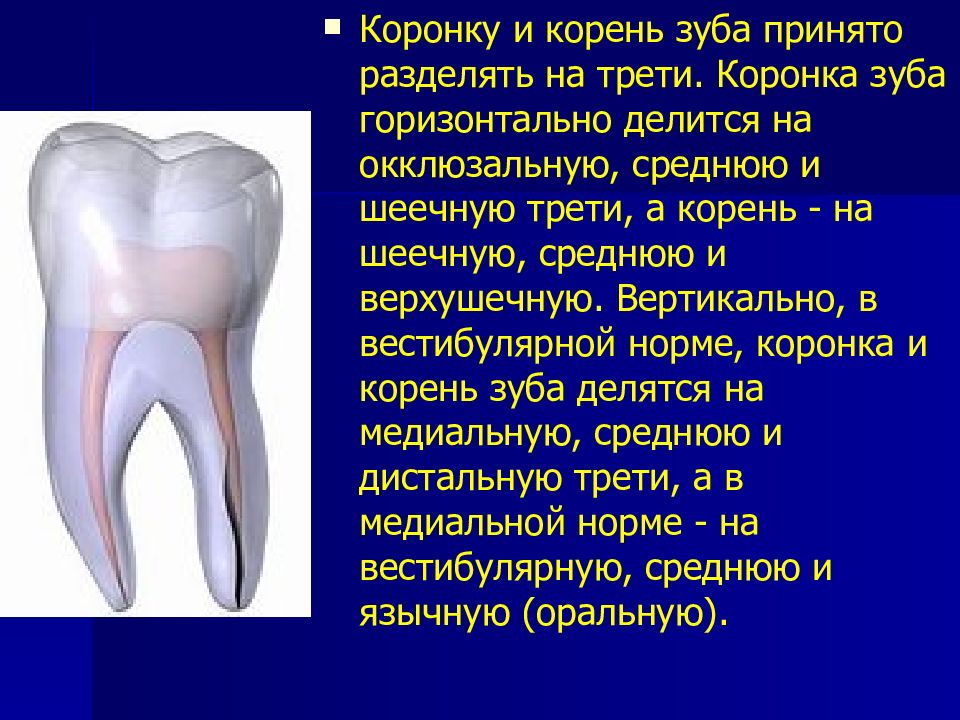 Корень зуба находится