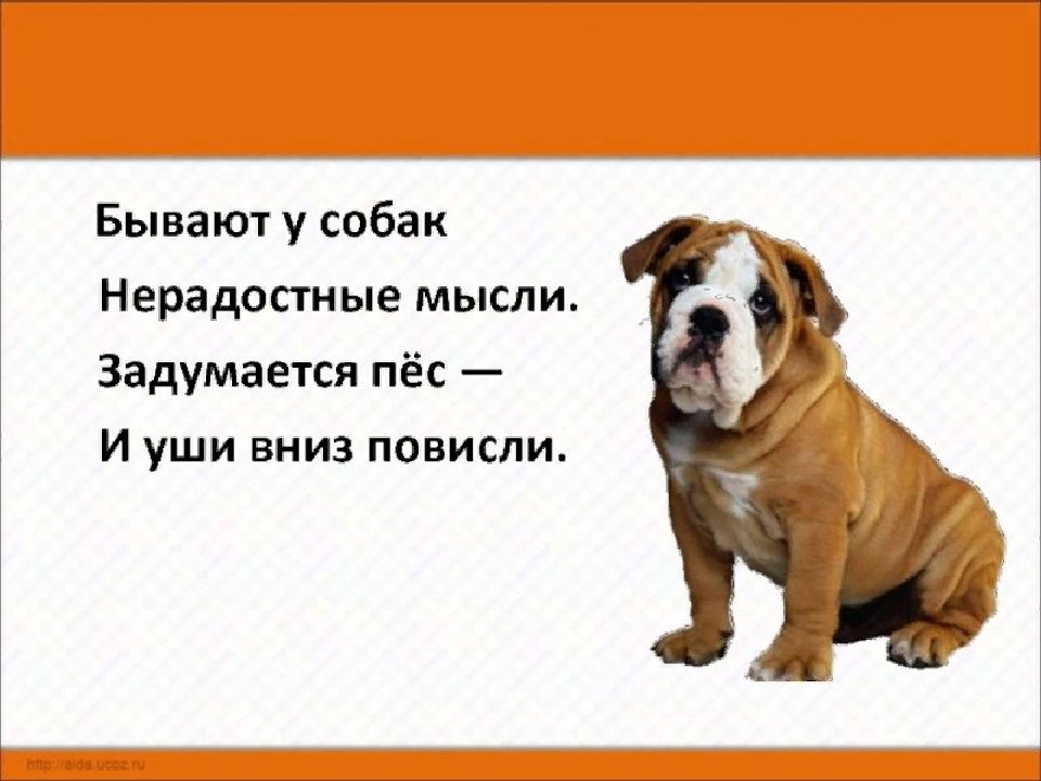 Ли звери. Сочинение думают ли звери. Презентация думают ли звери. Умеют ли животные думать. Умеют ли животные думать сочинение.