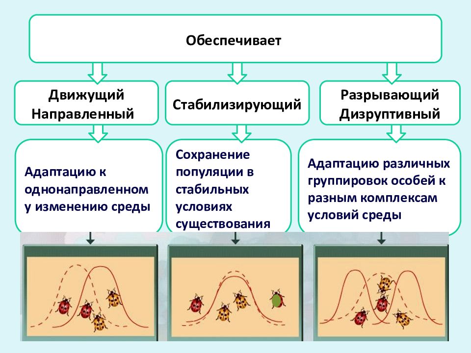 Рассмотрите схему проявления естественного отбора определите вид естественного отбора