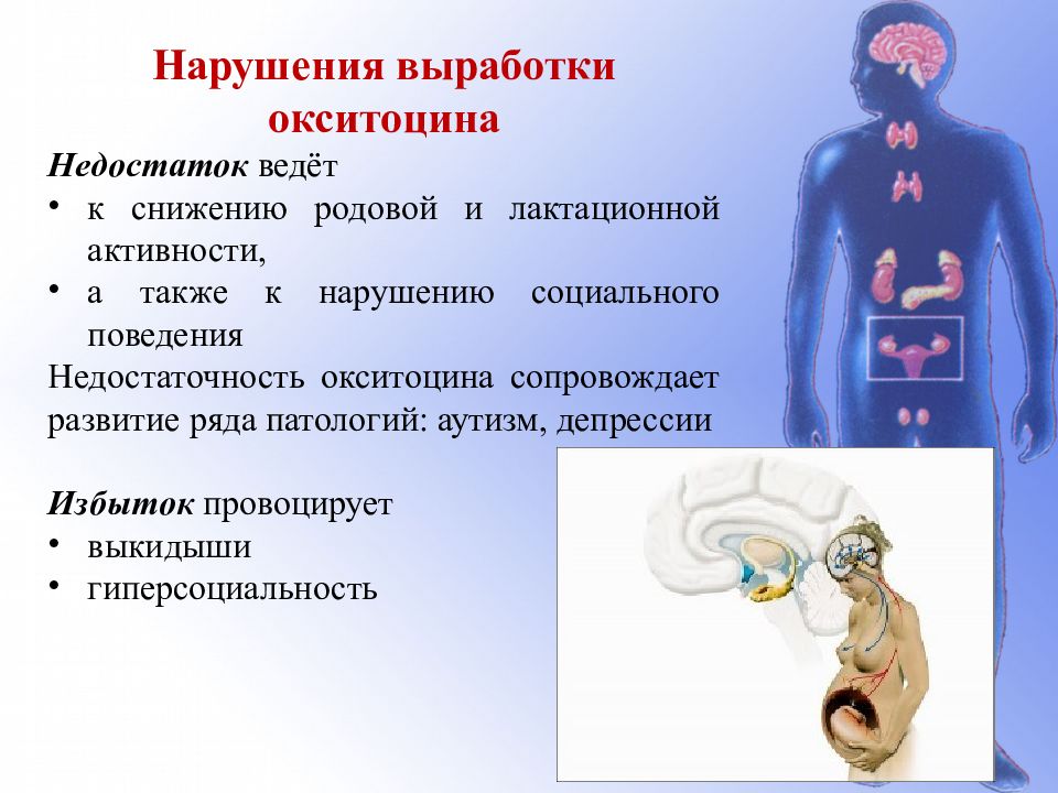 Какое заболевание развивается у человека при нарушении функции изображенной на рисунке железы