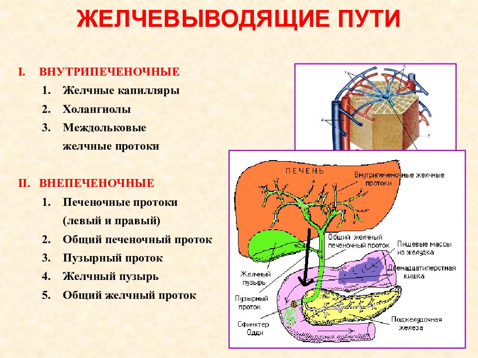 Схема желчевыводящих путей