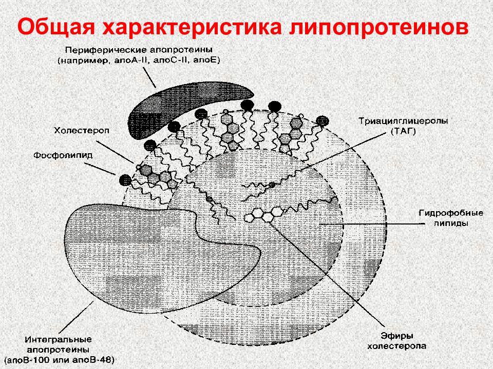 Схема строения липопротеинов