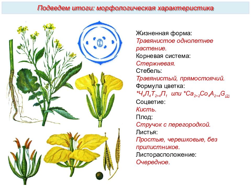 Плод крестоцветных растений. Формула цветка семейства крестоцветные двудольные. Семейства растений схема крестоцветные. Диаграмма цветка крестоцветные капустные. Формула цветка крестоцветных растений.