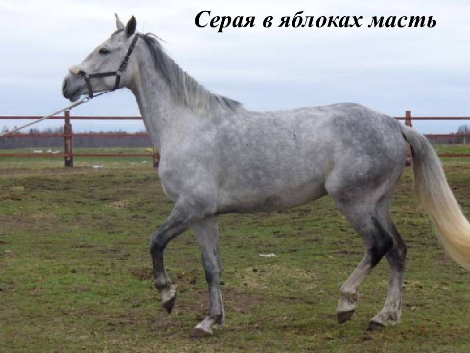 Серая в яблоках масть