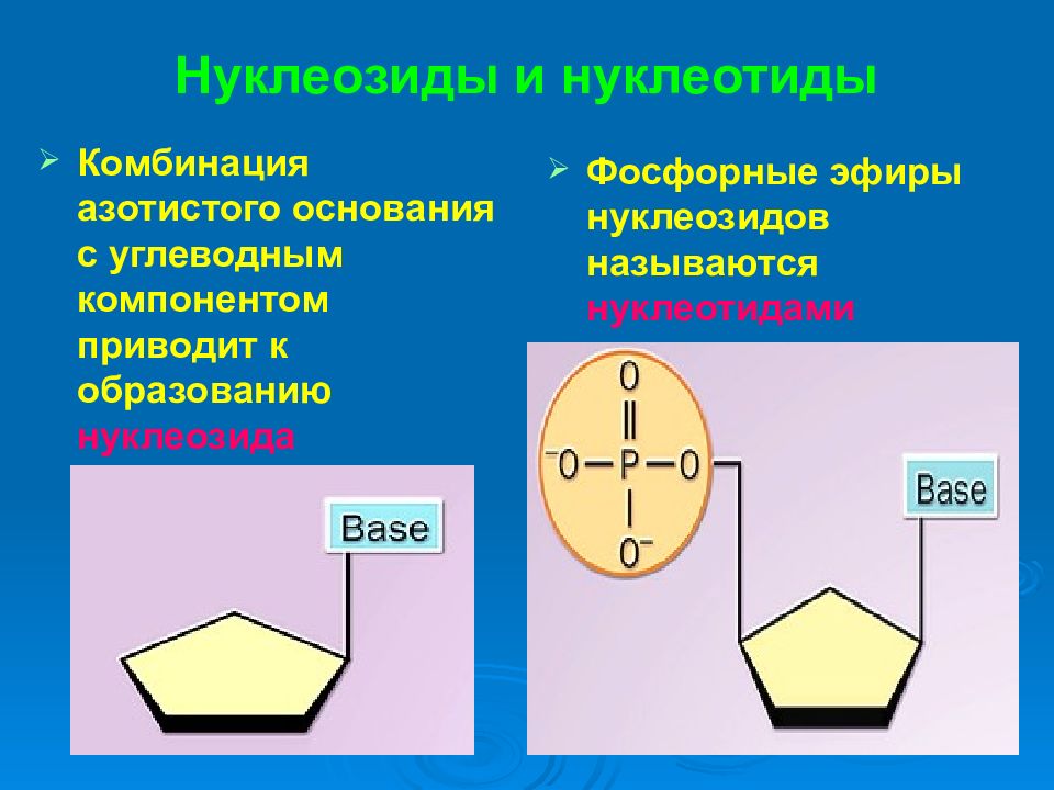 Нуклеозиды и нуклеотиды. Нуклеотид и нуклеозид. Азотистое основание нуклеозид нуклеотид. Нуклеозид и нуклеотид разница. Нуклеозид и нуклеотид отличия.