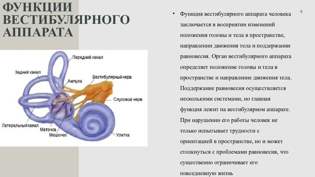 Функции вестибулярного аппарата