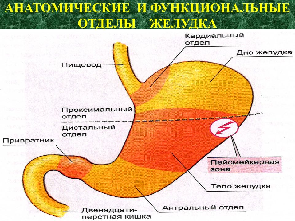 Нижняя часть желудка. Строение желудка антральный отдел. Анатомические и функциональные отделы желудка. Проксимальный отдел желудка. Желудок кардиальный отдел желудка.