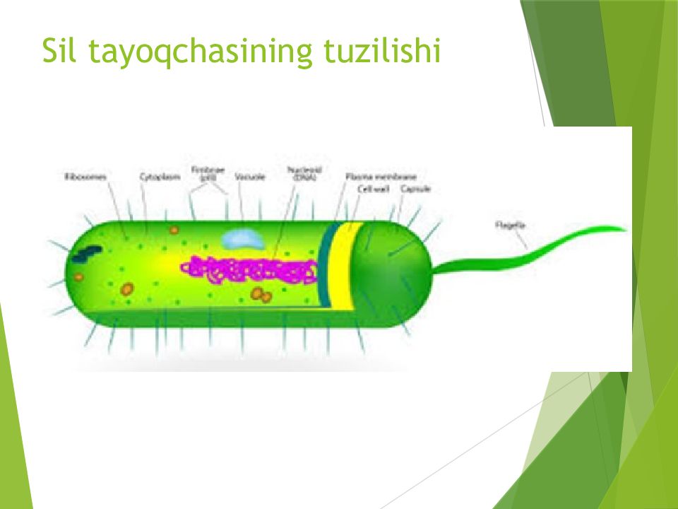 O'PKA OBSTRUKTIV YETISHMOVCHILIGI DIAGNOSTIKASI Sil tayoqchasining tuzilishi
