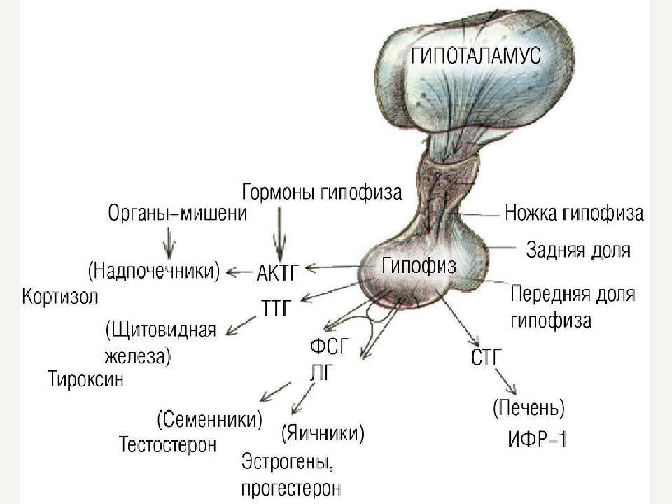 Гипофиз что это. Гормоны передней доли гипофиза схема. Строение гормонов передней доли гипофиза. Структура гормонов передней доли гипофиза. Гипофиз – расположение, доли. Гормоны гипофиза..