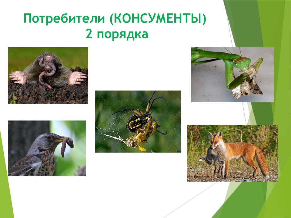 Потребители (КОНСУМЕНТЫ) 2 порядка