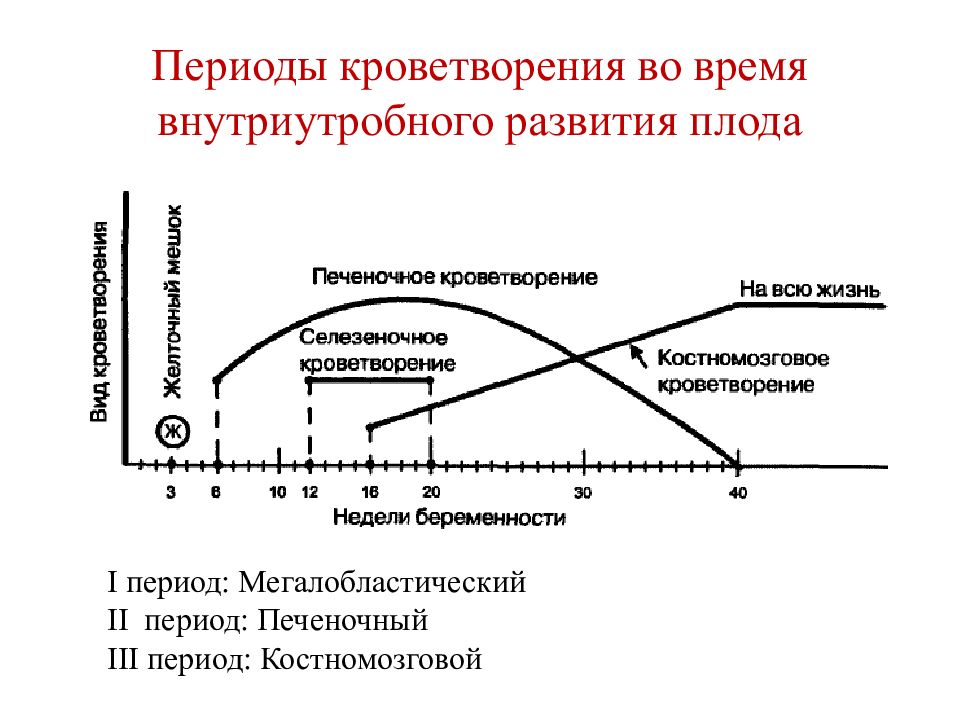 Органы кроветворения и иммунологической защиты. Органы кроветворения и иммунной защиты. Внутриутробное кроветворение. Печеночный период кроветворения. Мегалобластический период кроветворения.