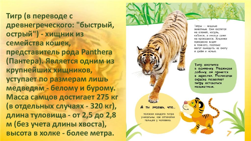 Включи тигриные истории. Тигр стихотворение. Международный день тигра презентация. День тигра презентация. Презентация день тигров.