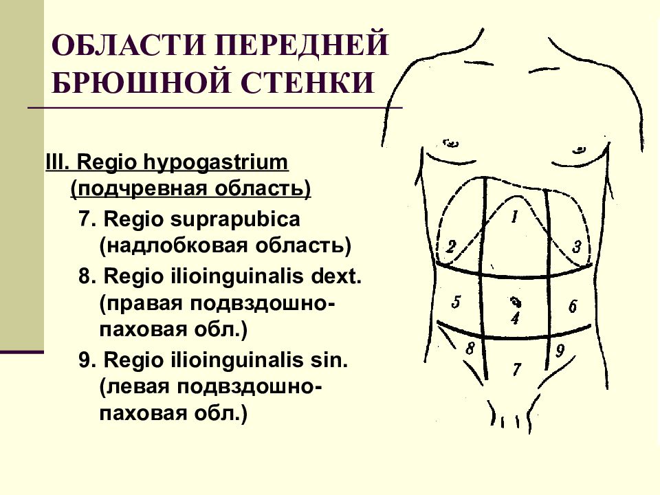 Подчревная область. 9 Областей передней брюшной стенки. Надлобковая область. Надлобковая область живота