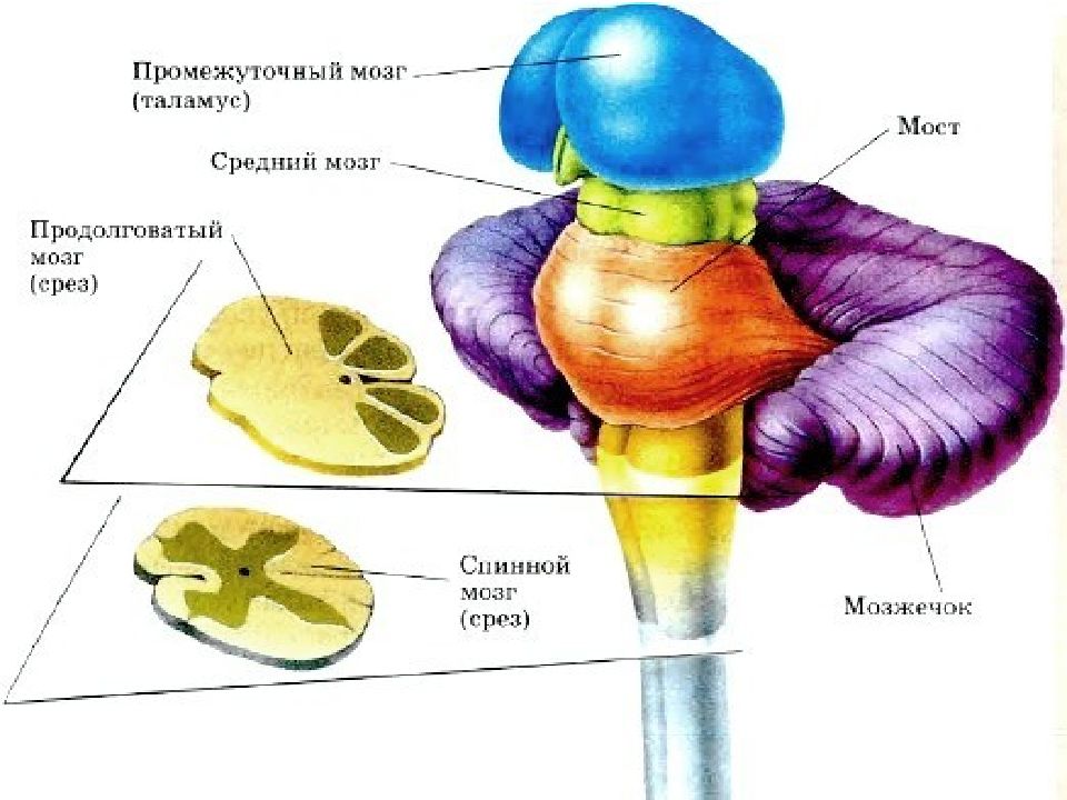 Промежуточный мозг презентация