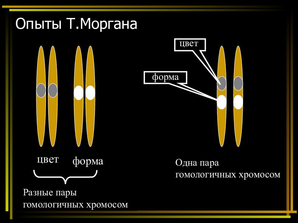 Основные закономерности наследственности 10 класс презентация