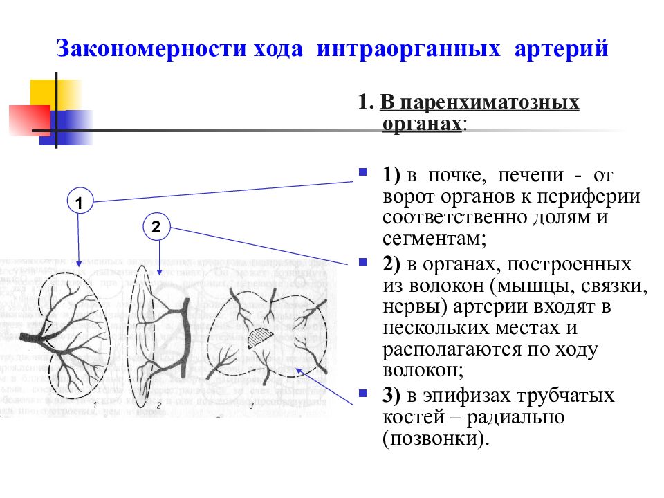 Органы распределения. Распределение артерий в полых и паренхиматозных органах. Закономерности распределения артерий в полых органах. Внутриорганные артерии паренхиматозных органов. Закономерности распределения артерий в полых и паренхиматозных.