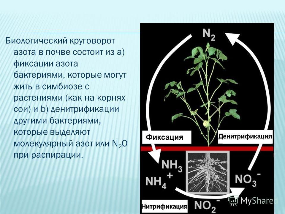 Азот в природе. Денитрификация круговорот азота. Круговорот азота в почве. Фиксация азота. Биологический цикл азота.