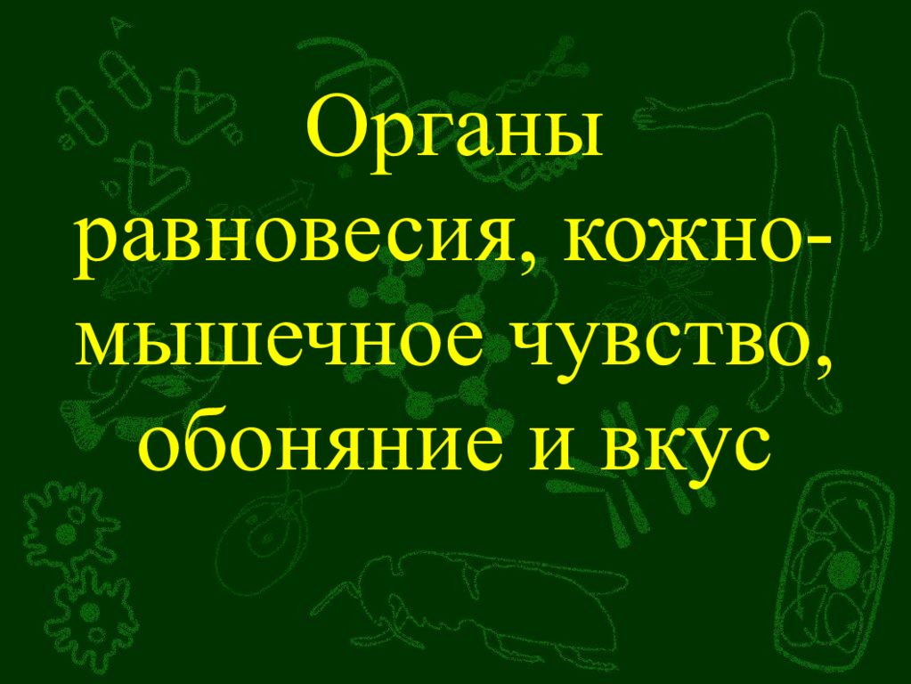 Презентация по биологии 8 класс орган равновесия мышечное и кожное чувство