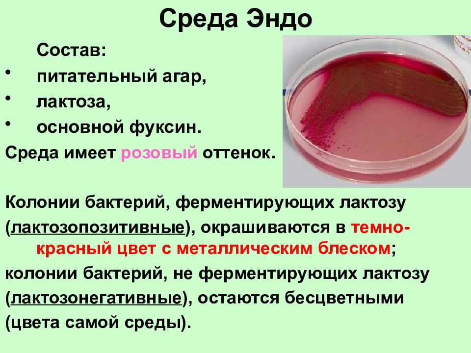 Среда м. Среда Эндо лактозопозитивные. Лактозонегативные бактерии на среде Эндо. Лактопозитивные бактерии на среде Эндо. Лактозонегативные колонии на среде Эндо.