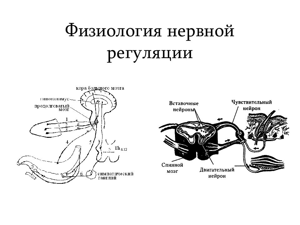 Нервная регуляция презентация