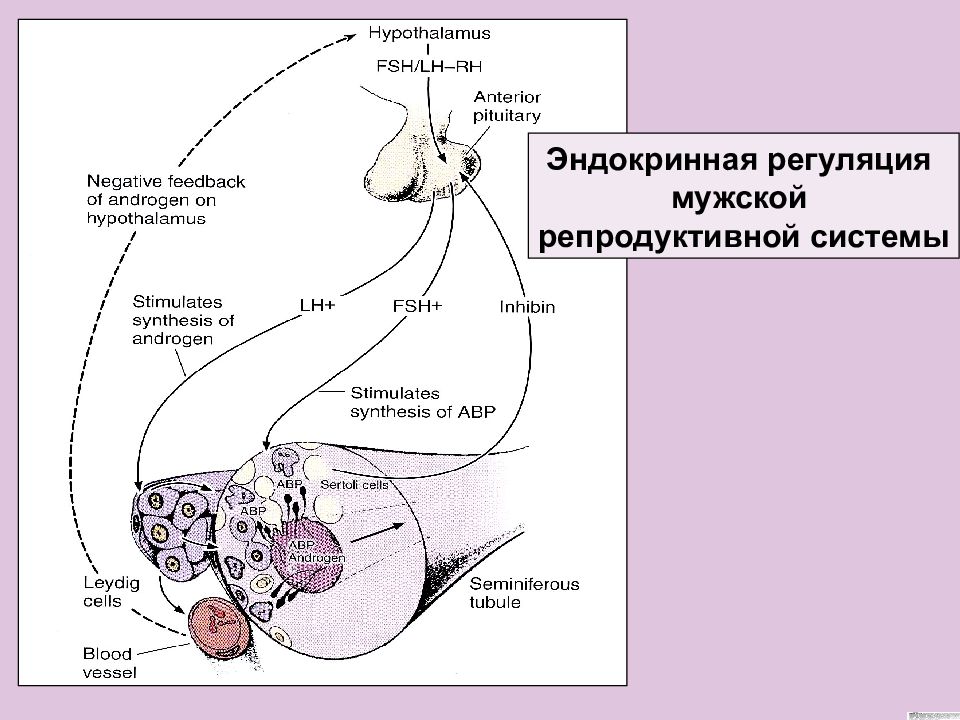 Придаточная железа у мужчин. Регуляция мужской репродуктивной системы. Эндокринная регуляция. Железы мужской репродуктивной системы. Эндокринная регуляция мужской половой системы.