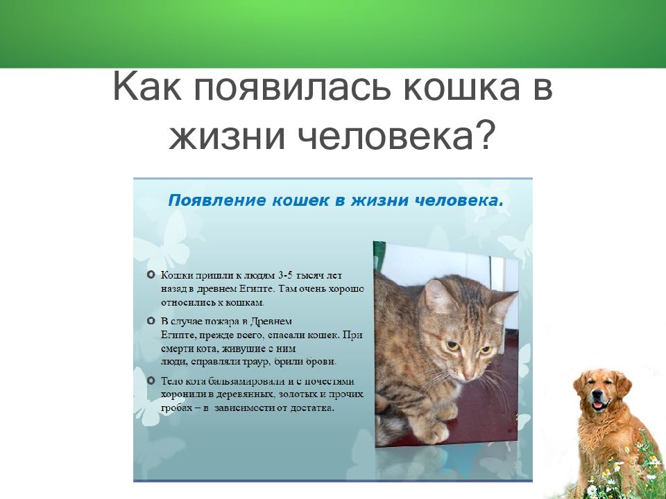 Кошки появление котят. Появление кошек в жизни человека. История появления кошки в жизни человека. Как появились кошки. Как появилась кошка в вашем доме.