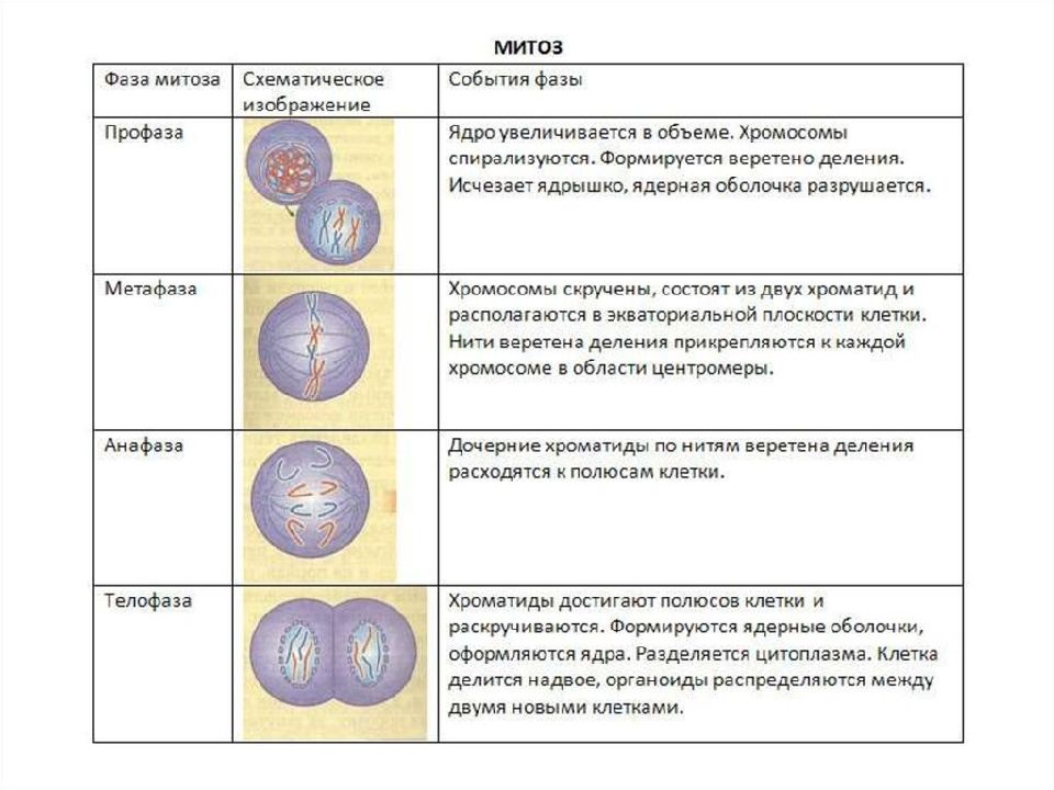 Митоз презентация 10 класс профильный уровень