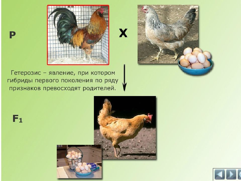 Скрещивание кур. Гетерозис примеры. Гетерозис примеры животных. Эффект гетерозиса у животных. Эффект гетерозиса в животноводстве.