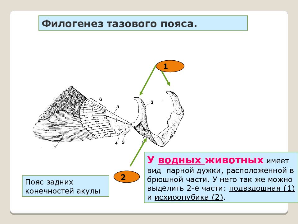 Конечности рыб