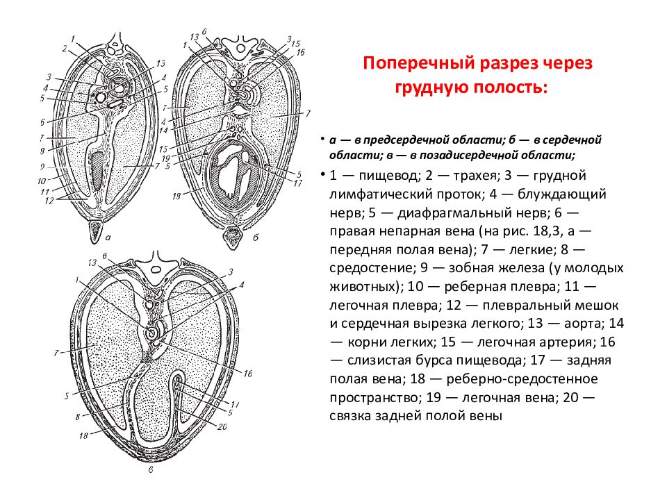 Внутренние стенки грудной полости выстланы