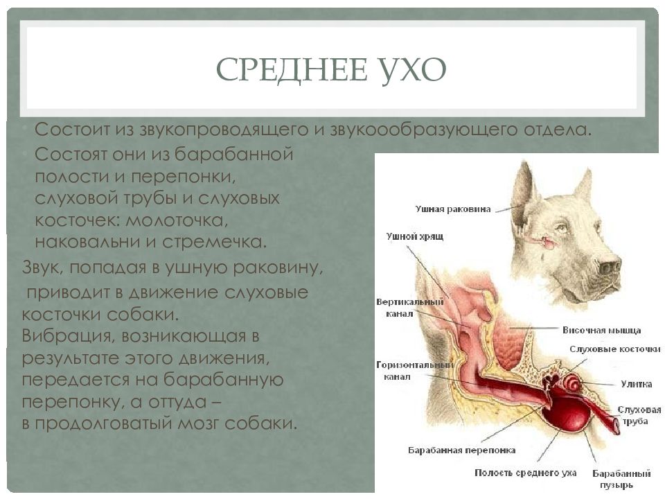 Строение уха у собаки картинки