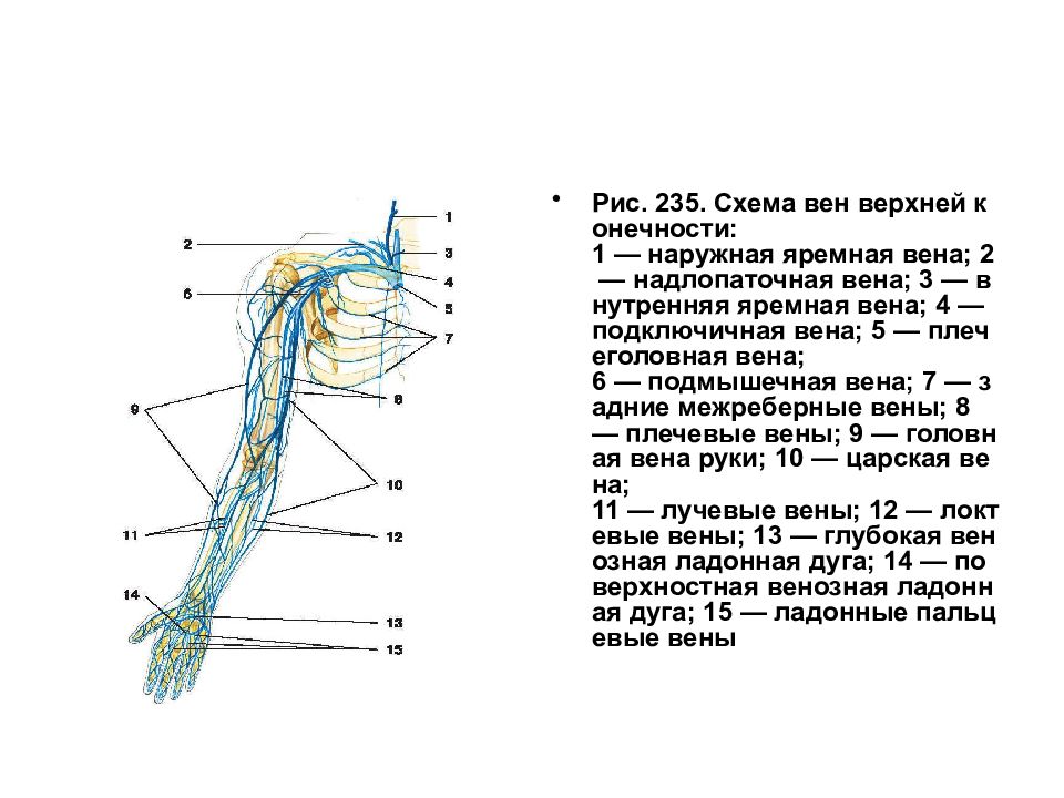 Песня вена вена вена вен. Вены верхней конечности анатомия схема. Подмышечная Вена анатомия. Головная Вена верхней конечности анатомия. Подмышечная Вена притоки.