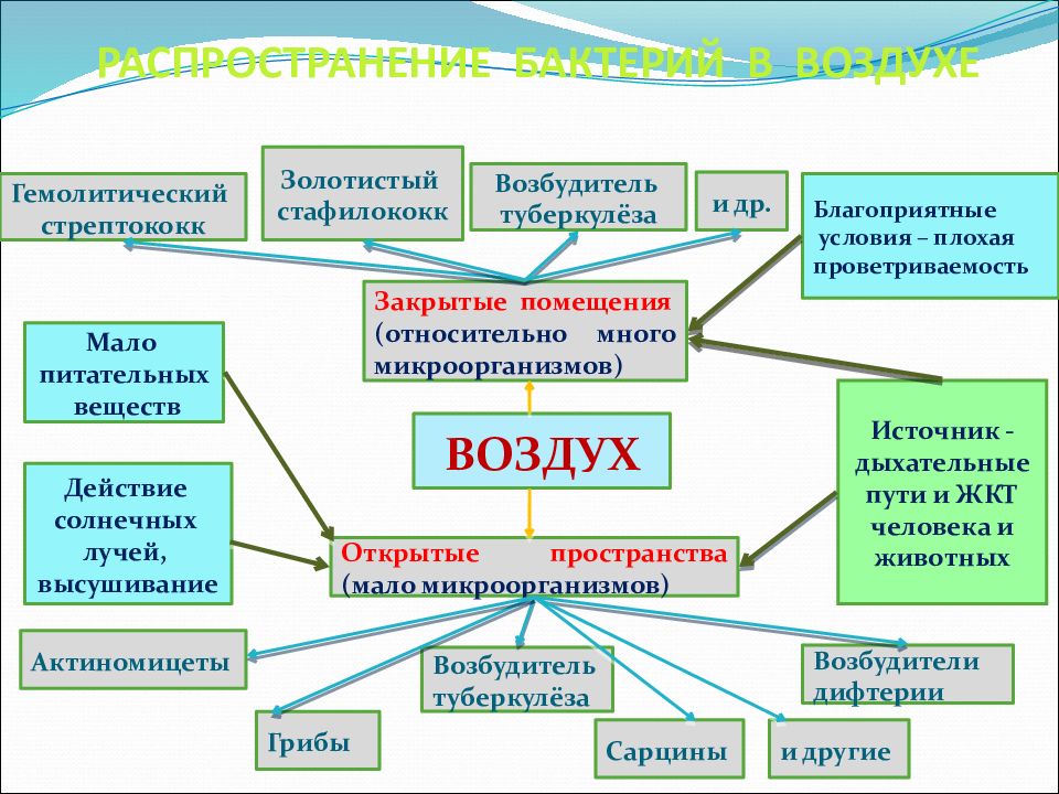 Экология микроорганизмов презентация