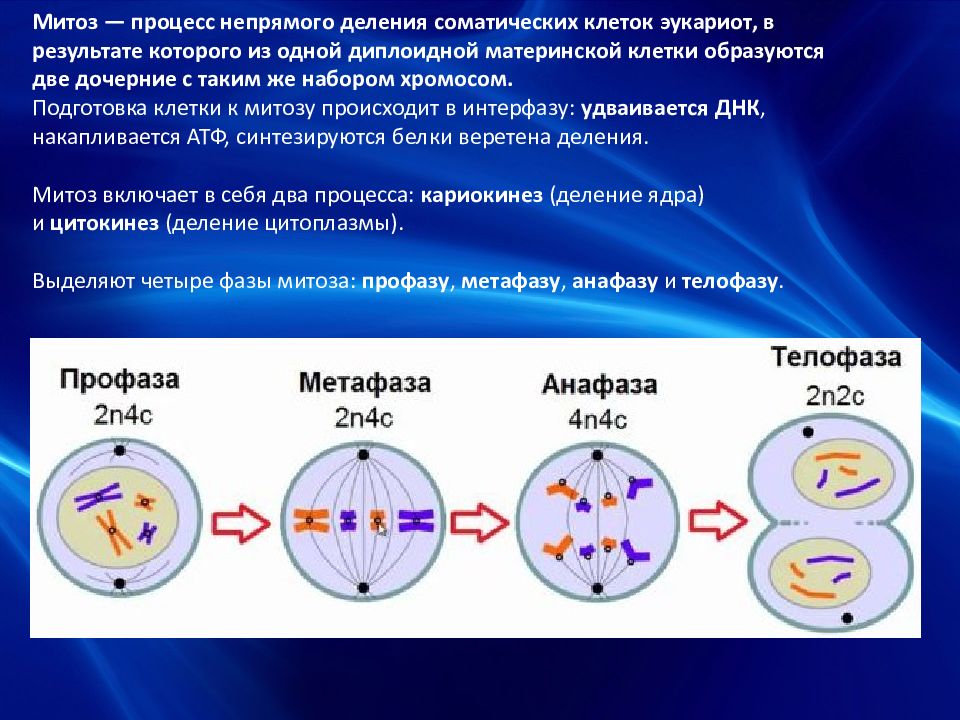 1 жизненный цикл клетки митоз. Деление клетки жизненный цикл митоз. 2n4c митоз профаза n2c метафаза мейоз. Этапы деления клетки митоз. Митоз 2.