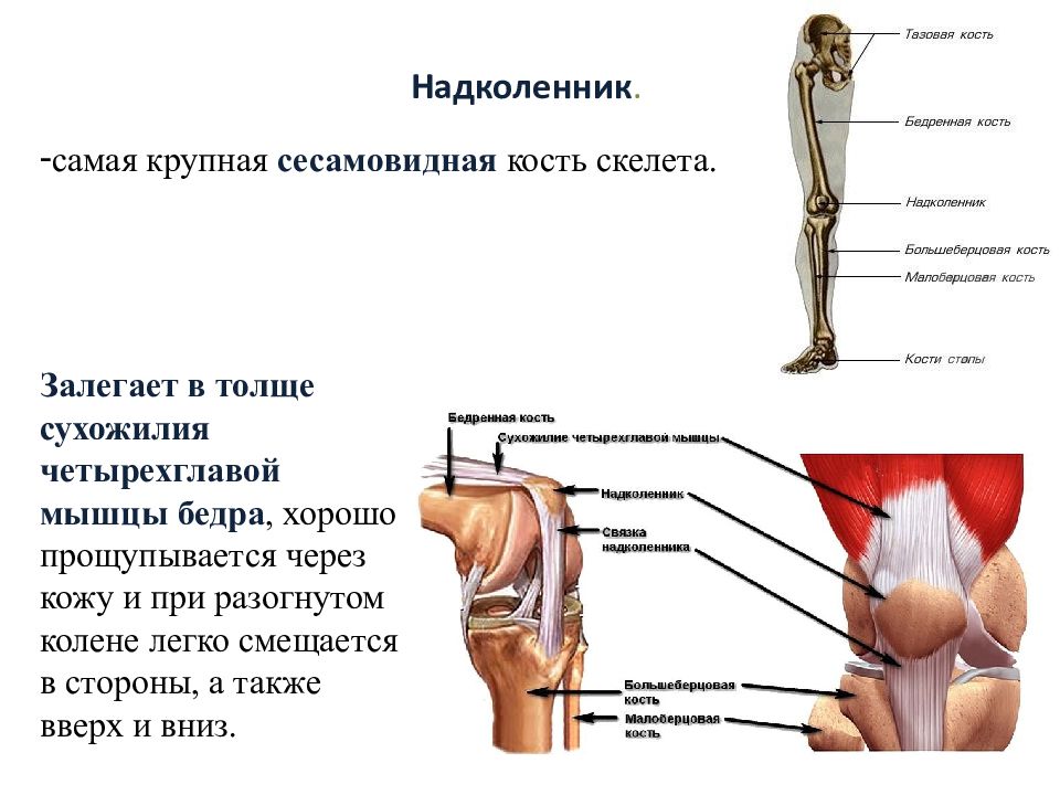 Коленная чашечка это. Надколенник сесамовидная. Сесамовидная кость колена. Коленная чашечка строение анатомия. Функции надколенника анатомия.