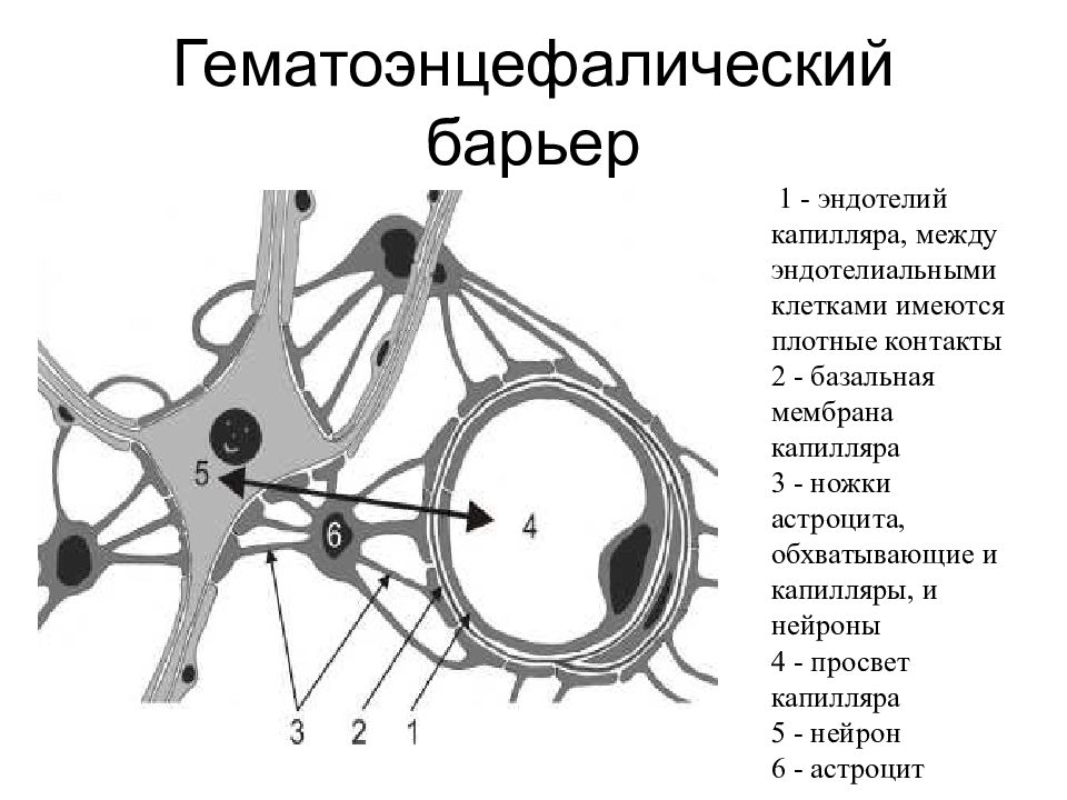 Основой какой системы является изображенная на рисунке клетка 1 мышечной 2 кровеносной 3 нервной